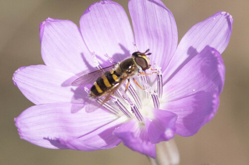 Unknown species found near Williamson County, TX, USA