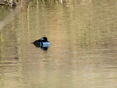 Lophodytes cucullatus