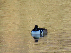 Lophodytes cucullatus