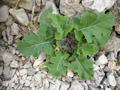 Brassica montana