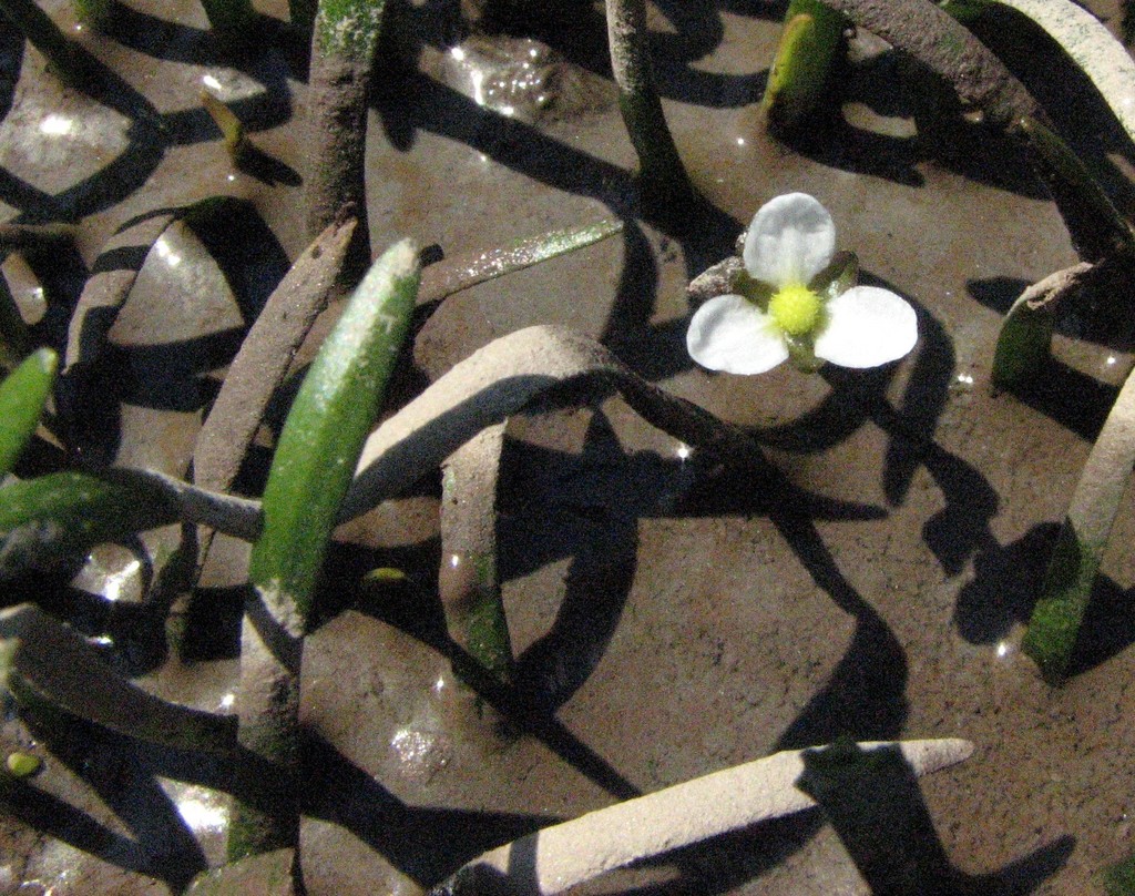 Cỏ thìa (Sagittaria subulata)