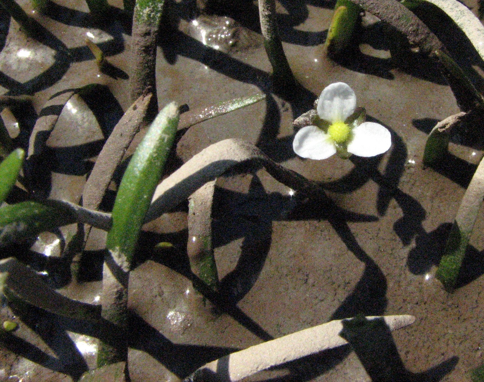 Sagittaria subulata