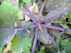 Brassica montana
