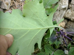 Brassica montana