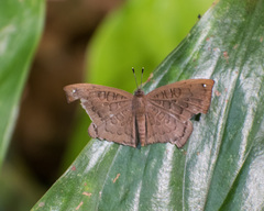 Voltinia umbra
