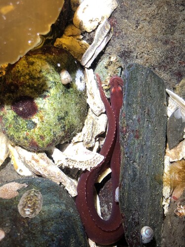 Belted blenny (Phytichthys chirus) — Stichaeidae — 4