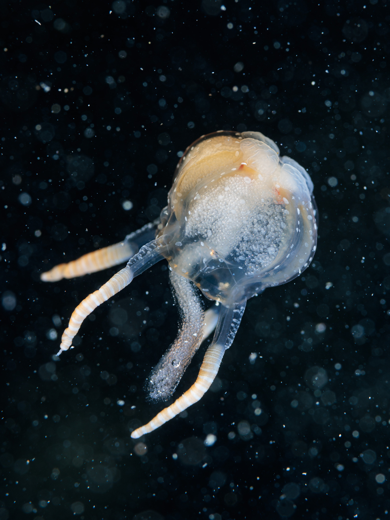 Copula sivickisi (Stiasny, 1926)