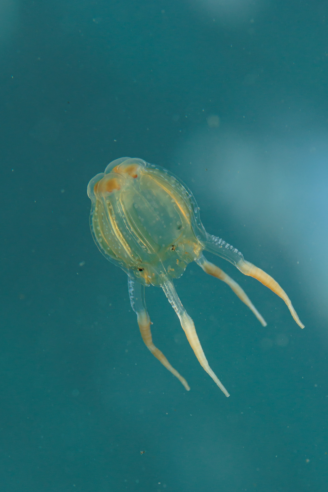 Copula sivickisi (Stiasny, 1926)