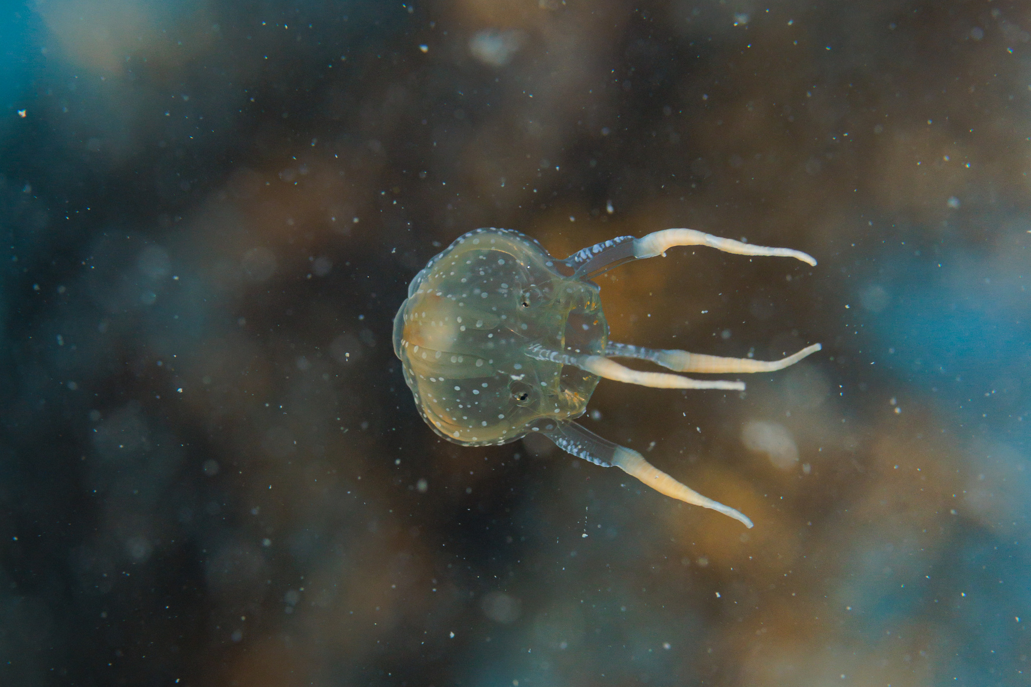 Copula sivickisi (Stiasny, 1926)