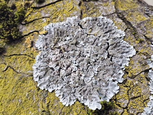 Linden-Schüsselflechte