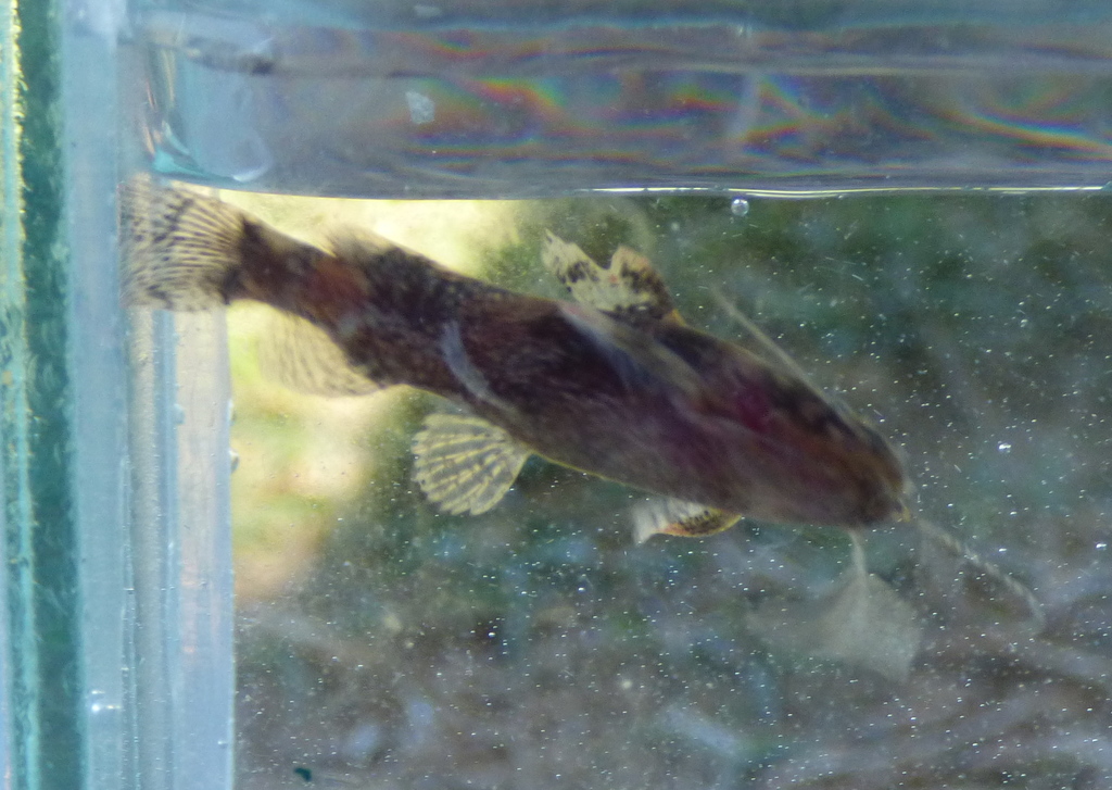 Dwarf Marbled Catfish