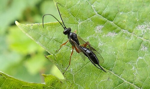 Cryptopimpla calceolata