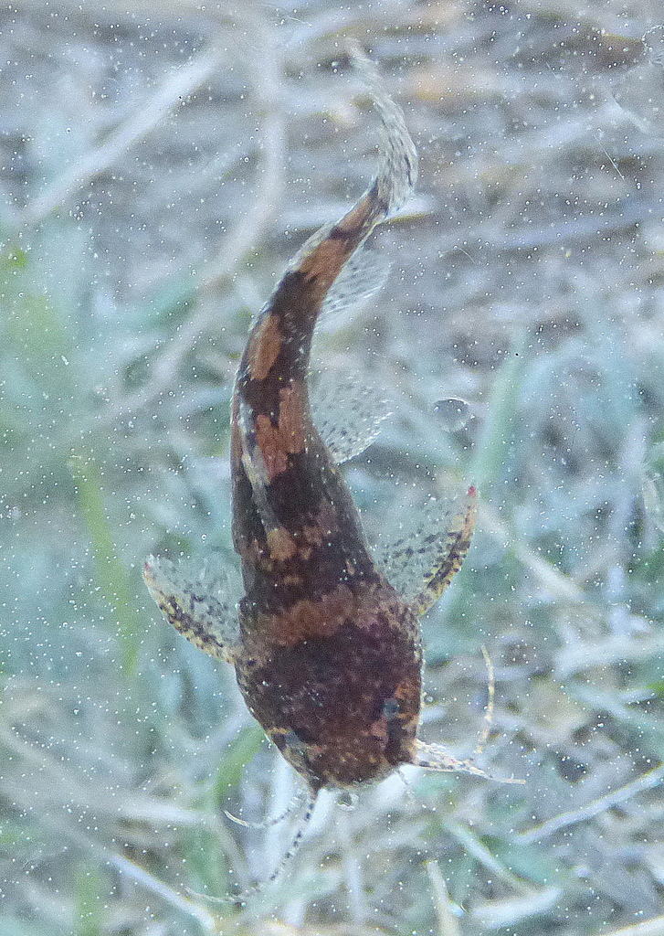 Bumblebee Catfish