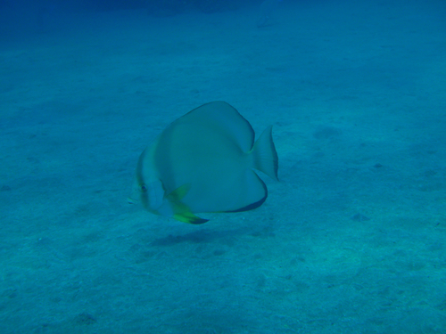 Batfish
