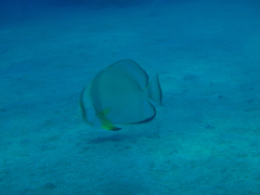 Batfish