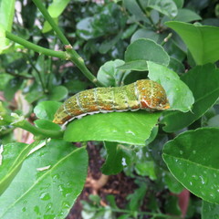 Papilio fuscus capaneus