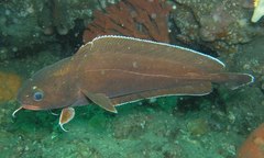Lotella rhacina