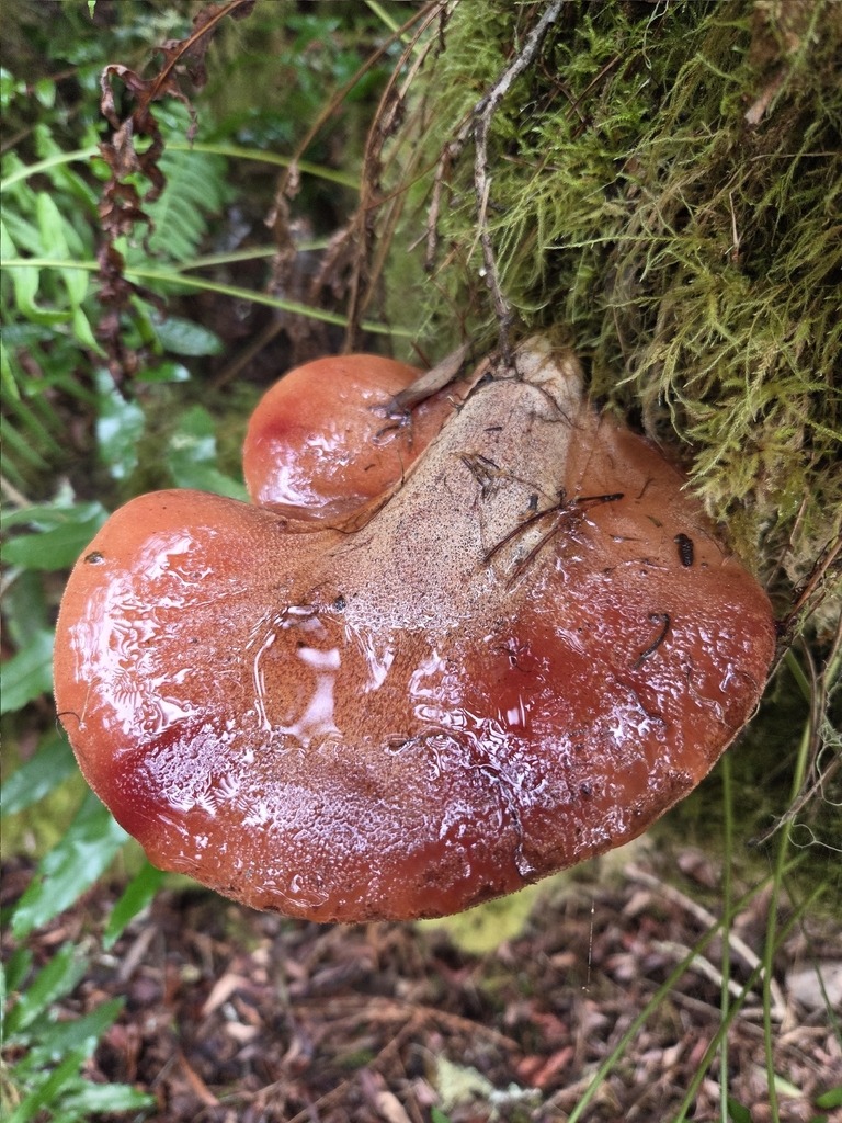 Fistulina hepatica · December 2025 · photo: © mandymushii (iNaturalist, cc-by)