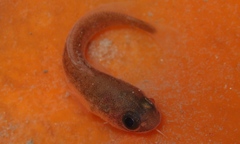 Lotella rhacina