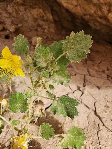 Yellow stingbush (Eucnide bartonioides)