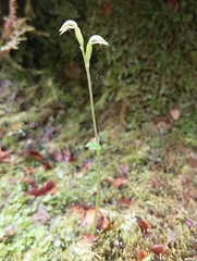Townsonia (Townsonia deflexa)