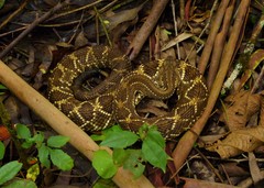 Crotalus durissus