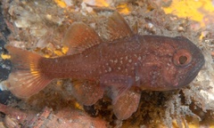 Vincentia novaehollandiae