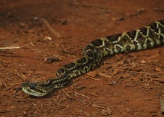 Crotalus durissus