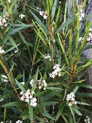 Leucopogon neurophyllus