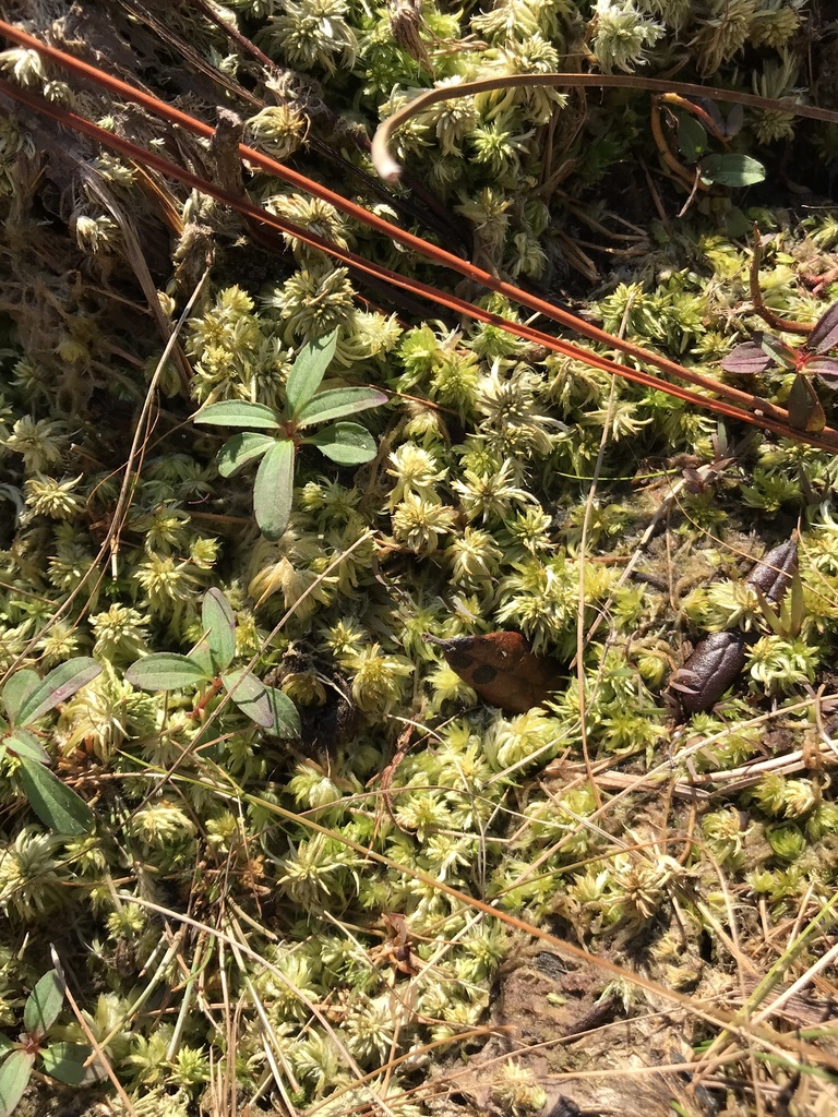Trinity sphagnum
