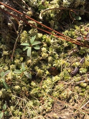 Trinity sphagnum