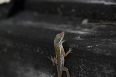 Anolis wattsii
