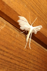 Pterophorus pentadactyla