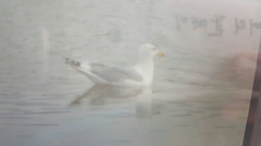 Larus crassirostris