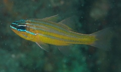 Ostorhinchus properuptus