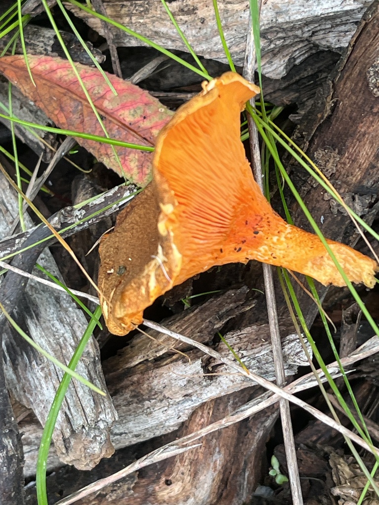 Hygrophoropsis aurantiaca · December 2025 · photo: © joqatana (iNaturalist, cc-by)