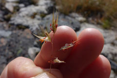 Rytidosperma setifolium