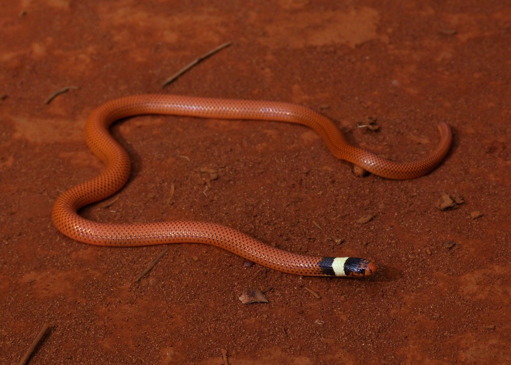 Phalotris mertensi