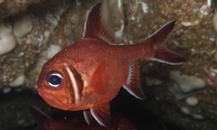 Trachichthys australis