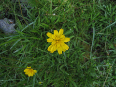 Phalacroseris bolanderi