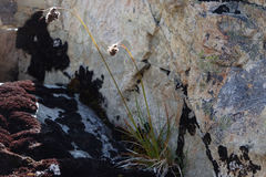 Luzula traversii traversii