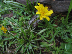 Phalacroseris bolanderi