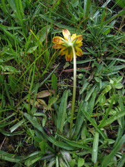 Phalacroseris bolanderi
