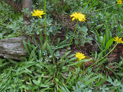 Phalacroseris bolanderi