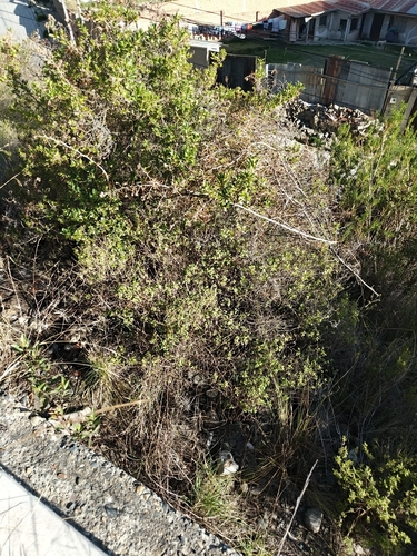 Dasyphyllum ferox, photograph 2