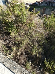 Dasyphyllum ferox, photograph author not stated, no rights reserved