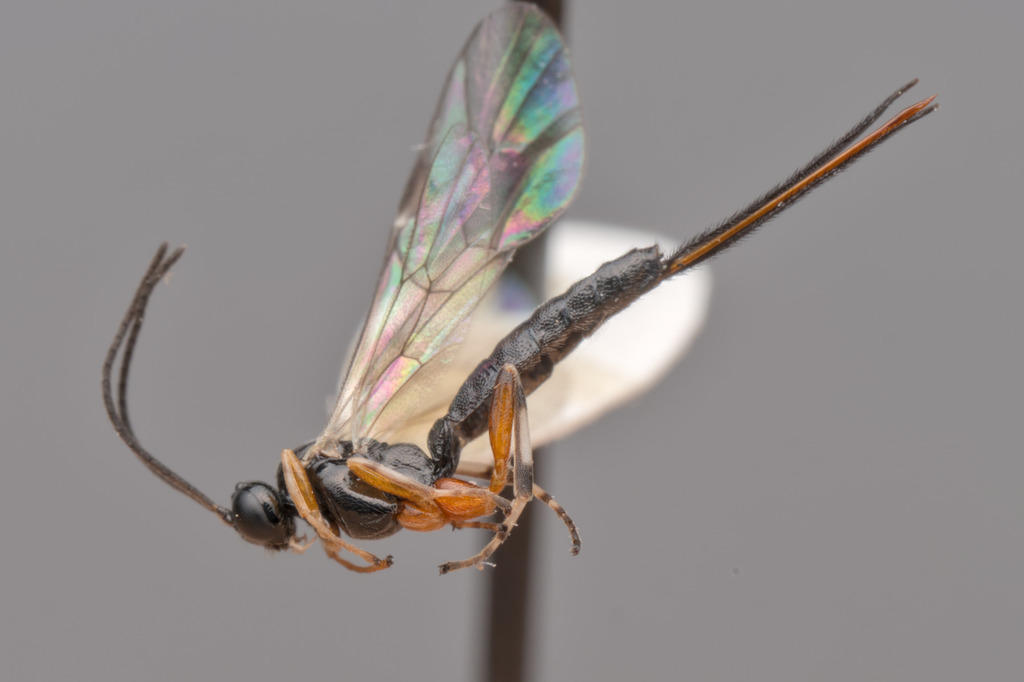 Scambus decorus
