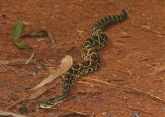 Crotalus durissus