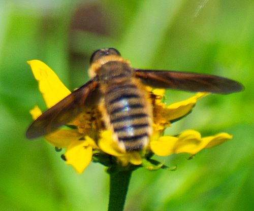 Unknown species found near National Butterfly Center, 3333 Butterfly Pk Dr, Mission, TX 78572, USA