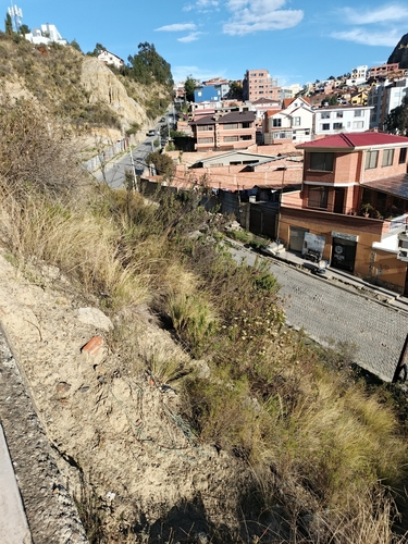 Agalinis brevifolia, photograph 6